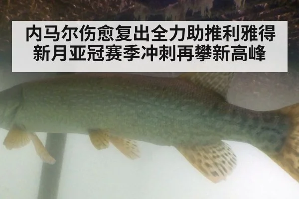 内马尔伤愈复出全力助推利雅得新月亚冠赛季冲刺再攀新高峰